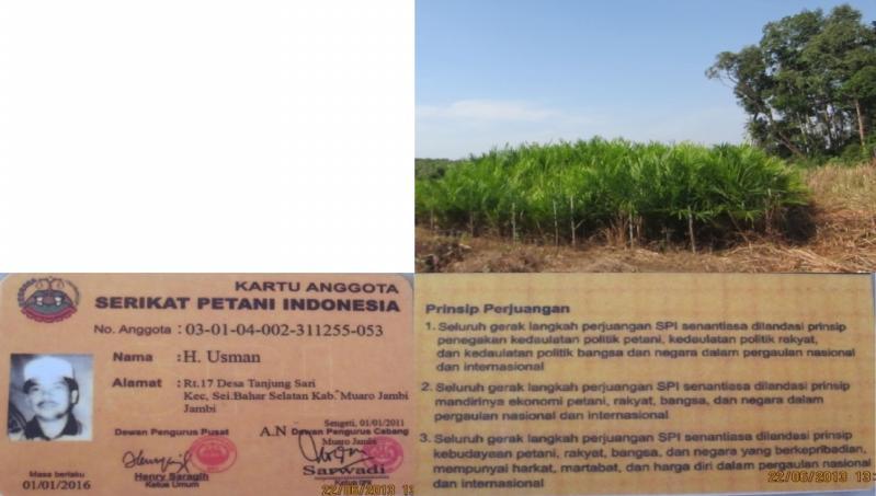 Pak Bugis Figure 37 Oil Palm Seedling and Plantation in Sei Jerat area (above), and SPI Member Card (below) R. Mardiana The peak of the SPI farmers arrival in Sei Jerat was in 2009.