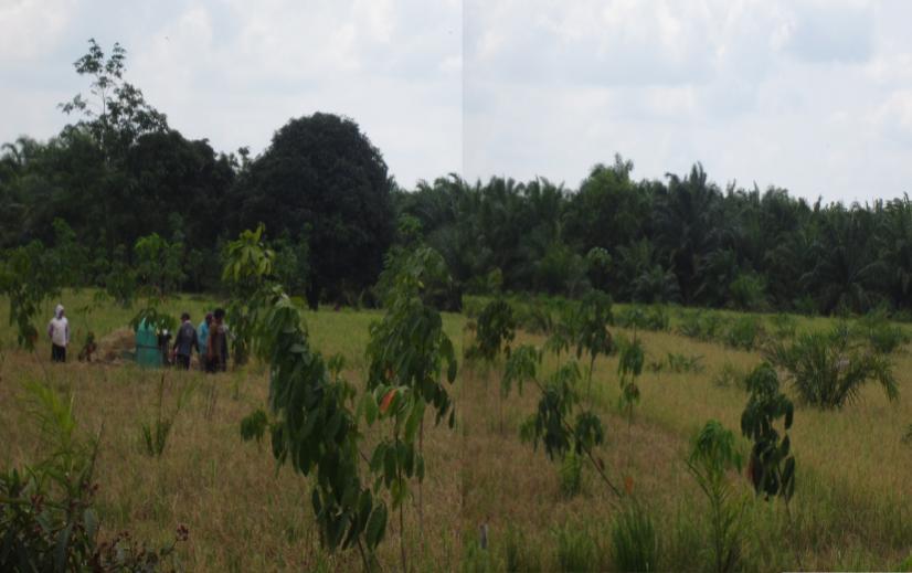 Figure 2 People Harvesting Paddy in Muara Sabak, East Tanjung Jabung District: Paddy Transforms into Rubber and Oil Palm Plantations R.