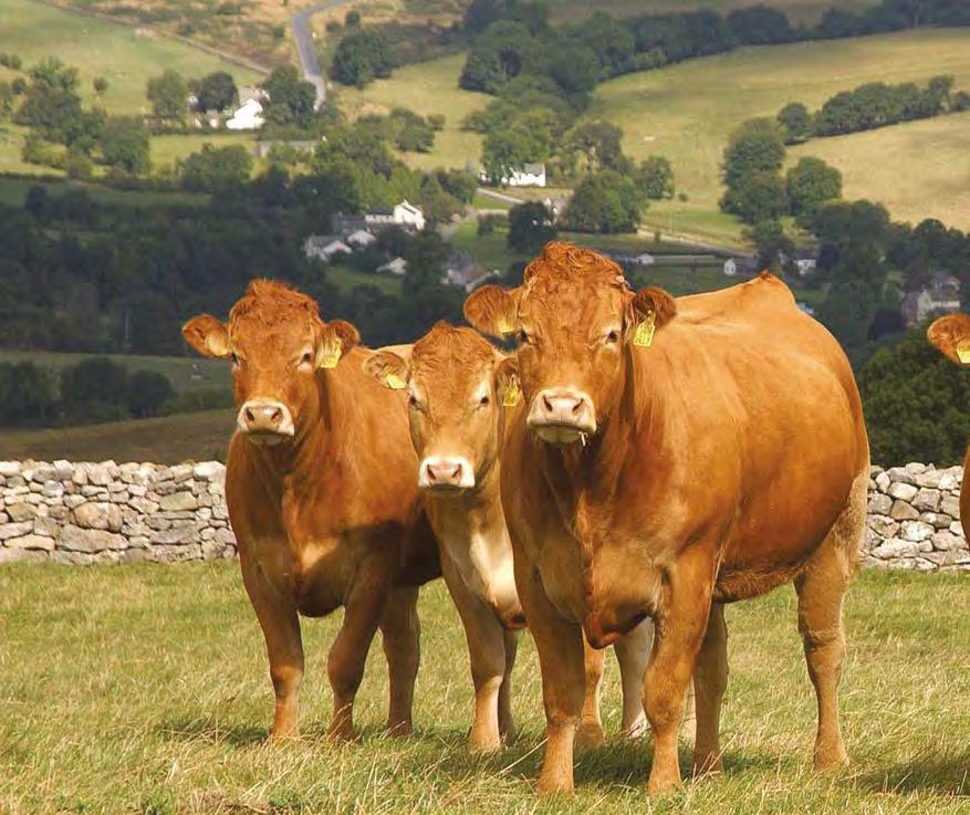 The US EU Beef Hormone Dispute The Beef Hormone Dispute is one of the most intractable agricultural controversies since the establishment of the World Trade Organisation.