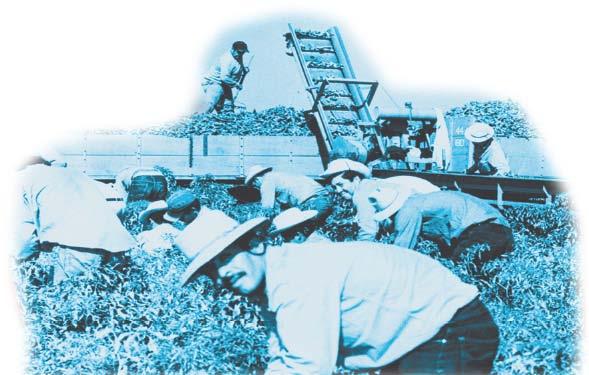 Section 3 Beginning in 1942, Mexican immigrants came to the United States under the farmhand program, which granted them temporary guest-worker status.