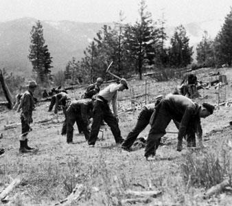 By planting trees, the Civilian Conservation Corps, a New Deal government