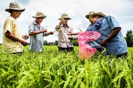 AGRICULTURE March 2017 WHY SHOULD YOU JOIN? Sector is 28% of national GDP Covers 45% of employment Rice is branded World s Best Rice GI-protected goods (Kampot Pepper) WHAT DOES CAMBODIA NEED?