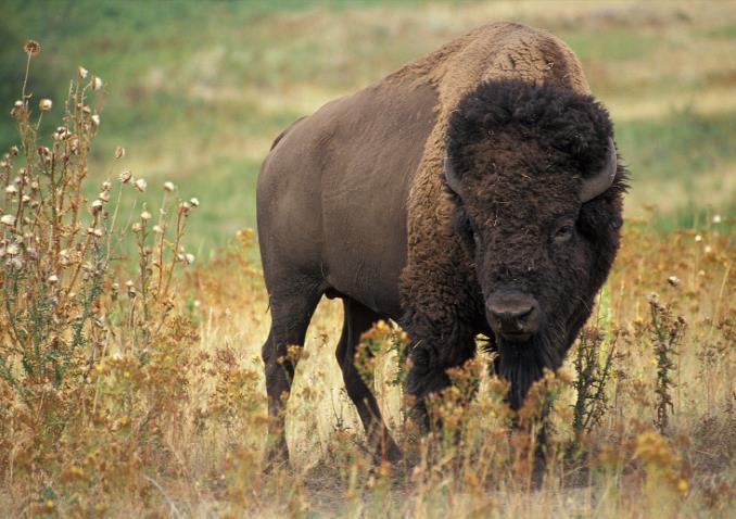 damage The bison population decreased, which greatly affected the