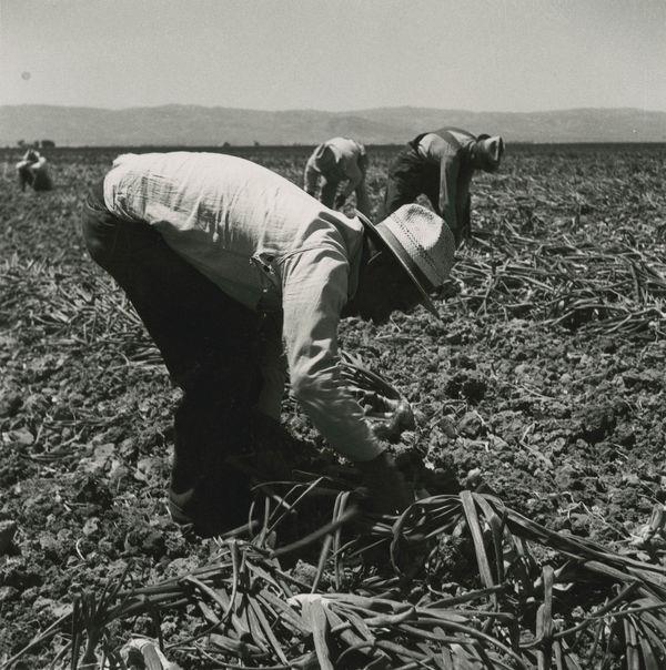 Picture 5 Labor. ca. 1935. Dorothea Lange, photographer. Gelatin silver print. Collection of Oakland Museum of California. Gift of Paul S. Taylor.