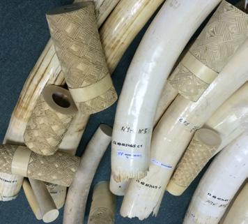 2011 and 2014, when Hong Kong imported a total of 6,056 ivory pieces, plus 4,554 kg, 10 of worked and raw pre-convention ivory (AFCD, pers. comm. 7 April 2017 to TRAFFIC).