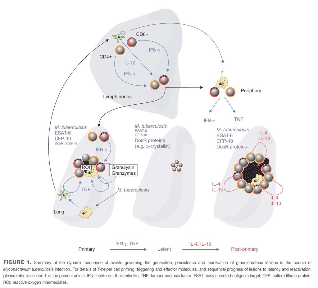 Immunological events after M.