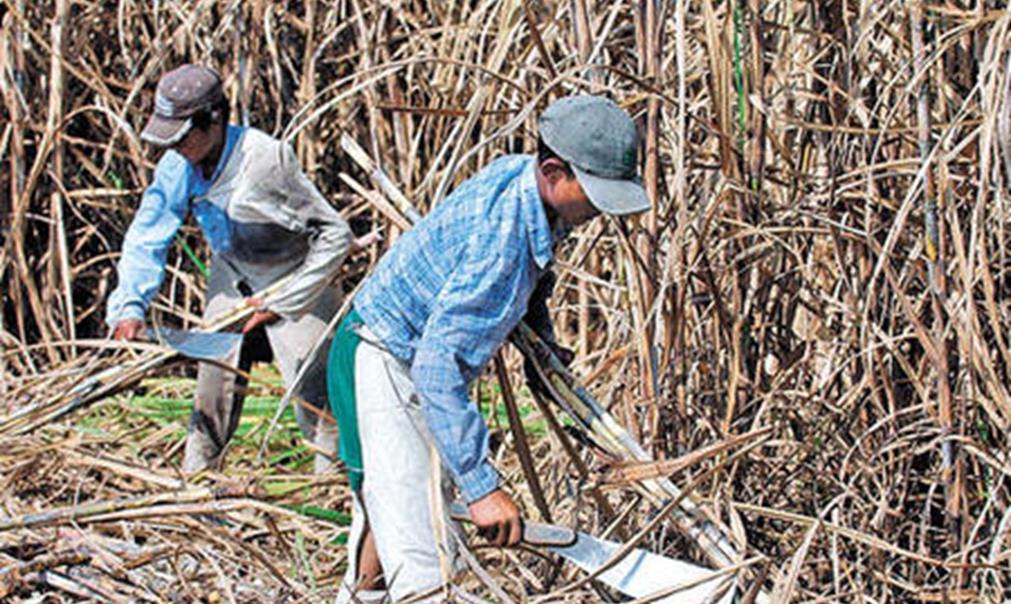 Child labour (CL) in the primary production of sugarcane: summary