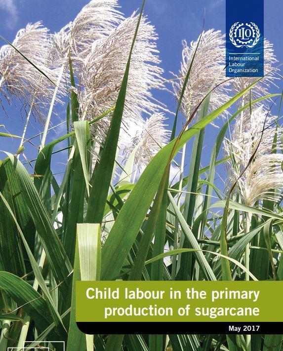 14 Further information and full findings The full report can be found at Child Labour in the Primary Production of Sugarcane and includes: - Industry and supply chain overview (including smallholder