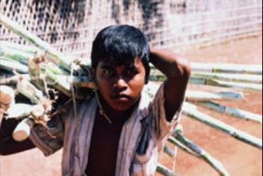 7 Nature and extent of child labour Risk depends on production context non-mechanised + small-medium primary producers mostly unpaid family work but also on commercial plantations Paucity of data on