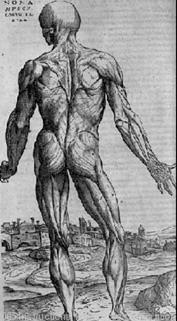 Medicine and Chemistry Andreas Vesalius On the Fabric of the Human Body (1543) Professor of