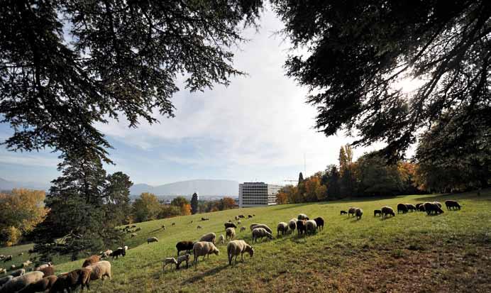 Sheep grazing on the lawn of the Palais des Nations. and information services.