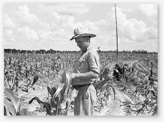 Irwinville Farmer Inspecting Corn During Drought DROUGHT In 1924, Georgia s farmers were hit with a major drought.
