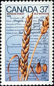 Did you know? An innovation that helped increase the number of people settling in the Canadian West was the invention of a hardier strain of wheat called Marquis Wheat in 1903.