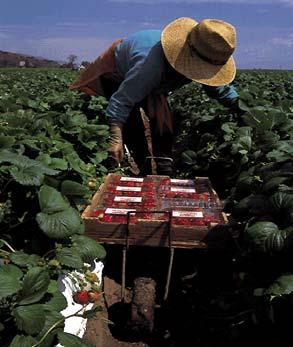 Diversity of Farmworkers Migrant Farmworkers Seasonal Farmworkers Settled-Out Farmworkers