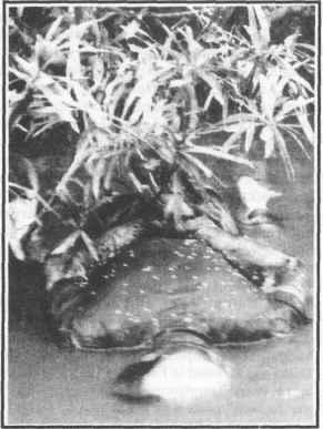 10 Human rights violations under military rule The body of a porter, hands tied behind his back, was found floating in the Thanlwin (Salween) river, 1992.