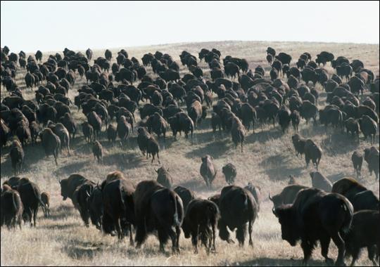 Factors: Arrival of railroads in the West Disease Destruction of the buffalo and Plains