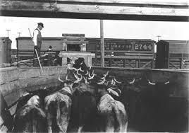5. How did the railroads help the western cattle