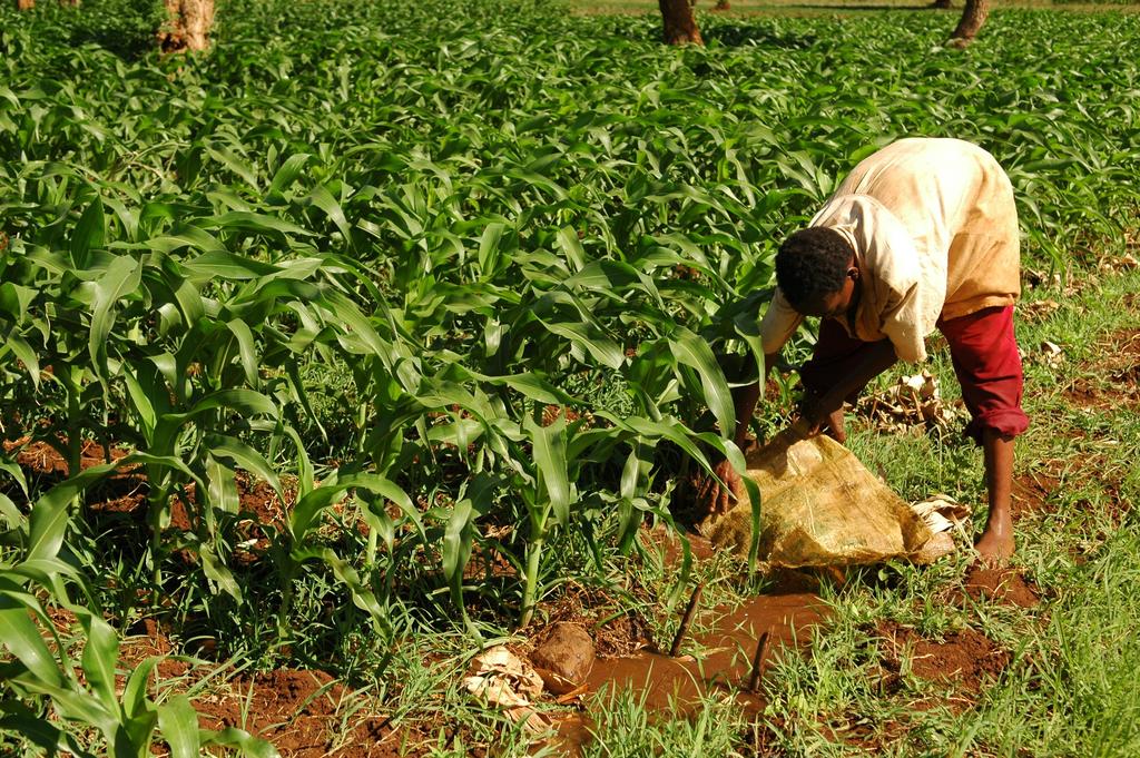 THEME 6: Agriculture Agriculture is the predominant economic sector in Kigoma Region with over 85% of the total population of the region depend on agriculture for its livelihood.