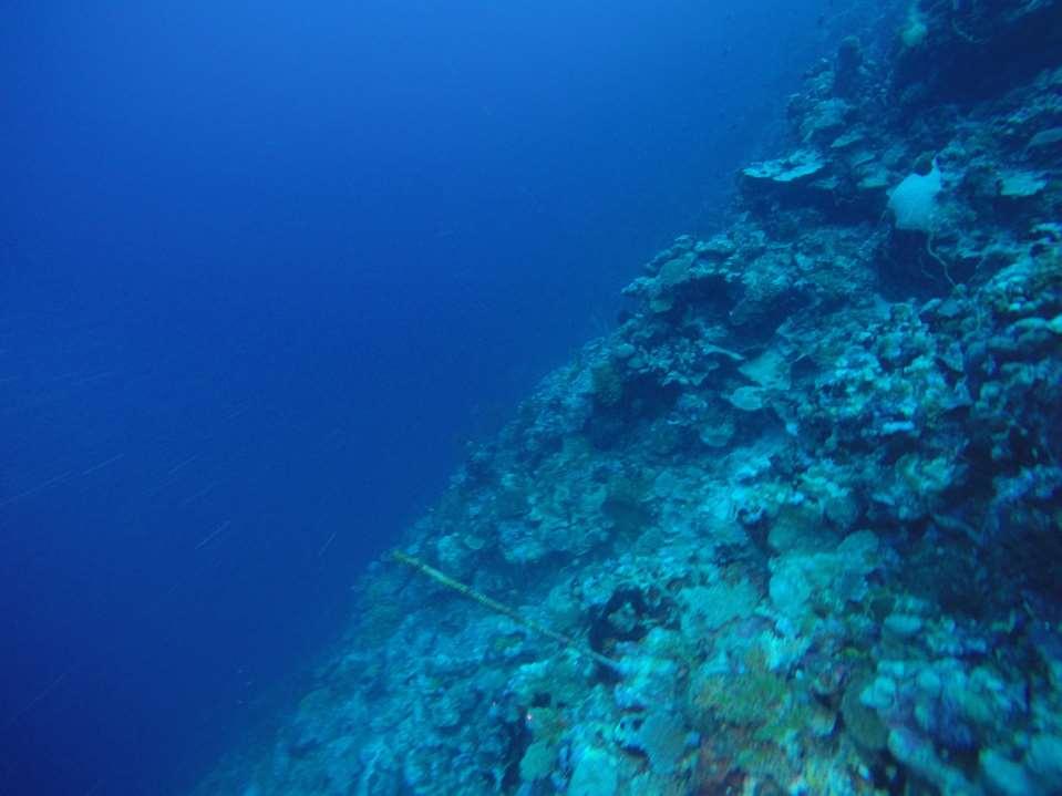 Coral Reef condition in the Chagos Archipelago Monitoring for BIOT s management needs, and reef change and resilience research Corals build atolls through calcification and accretion Coral mortality