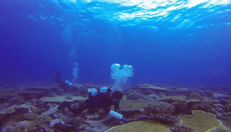 Measure the future growth potential of coral reefs across the Chagos Archipelago (Perry