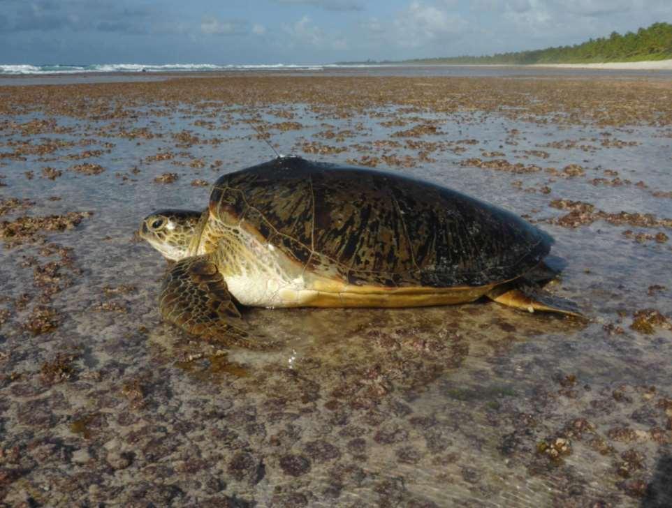 Sea turtles Assess use of inter-nesting & foraging habitats within & beyond Chagos