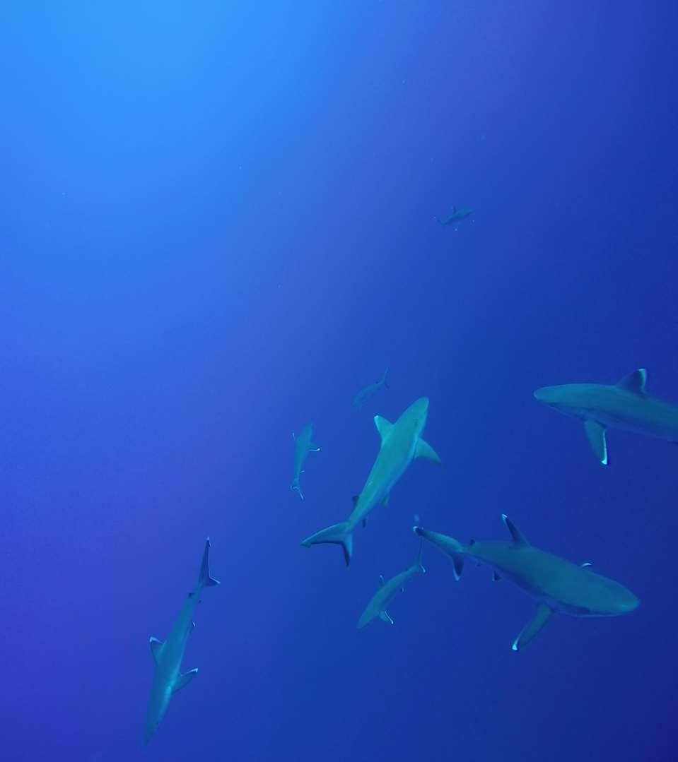 Ecology and Ecosystem Role of Reef Sharks Concurrent monitoring of fish and the environment they occupy Provide knowledge about residency Measure