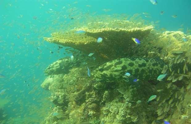 Reefs and fish communities have previously been described as largely intact and functional ~ pristine? Sheppard and 40 others. 2012.