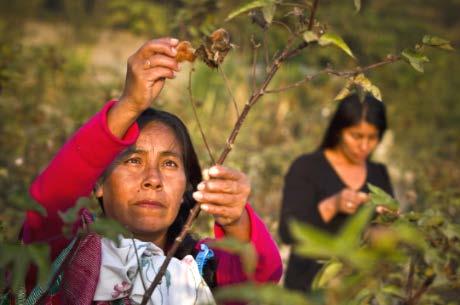 Natural Resources Management by Women Peru 2013: 29.1% women farm producers / 70.