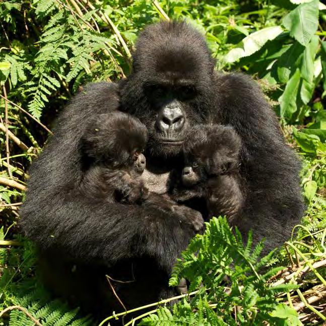 Mountain Gorillas in Rwanda NGOs and regional governments collaborated to