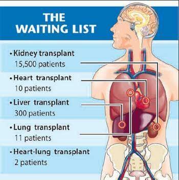Continue The length of time donated organs and tissues can be kept outside the body, before transplantation is to occur, vary: Heart(ददल): 4-6 hours Liver(द गर): 12-24
