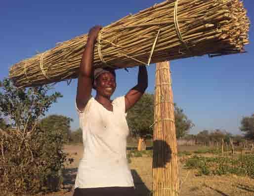 THE STATE OF COMMUNITY-BASED NATURAL RESOURCE MANAGEMENT IN SOUTHERN AFRICA Credit: Romy Chevallier Local women collect reeds during the dry season in order to generate an income from sales for