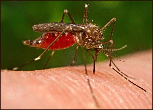 The discovery of mosquitos as the carriers of yellow fever and malaria allowed for disease prevention, and work moved quickly under improved conditions,