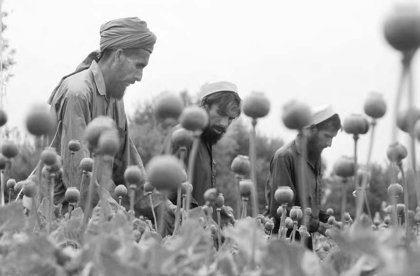 DRUG TRADE 77 Afghan workers cut open poppy bulbs. Despite UN and Afghan government efforts, poppy cultivation and the drug trade still flourish.