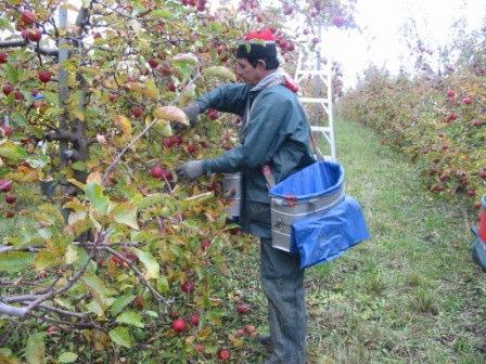 Mexico s Seasonal Agricultural Workers Program (SAWP) } SECRETARIAT OF LABOUR AND