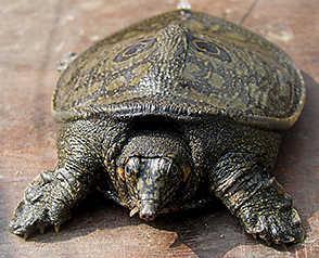 P a g e 157 ANIMALS/NATIONAL PARKS IN NEWS Animals/Species in news: Black Softshell turtle Part of: Prelims - Environment and Biodiversity; Animal Conservation In news: Nilssonia