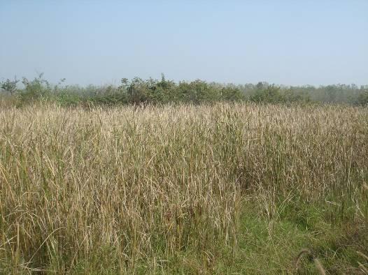 Figure 2-2 Scenes of Abandoned Pond The subproject area is hilly in landform, where paddy rice, wheat and corn are grown