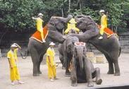 In addition to these recorded imports, an unknown number of China s indigenous elephants have also been captured and some, at least, destined for use as performing elephants.