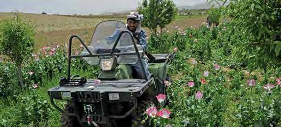 COUNTERNARCOTICS Afghan police eradicate a poppy field near the city of Qalat, Zabul Province. (Resolute Support photo by 1st Lt.
