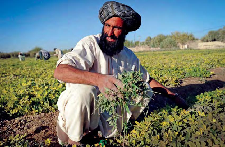 CHAPTER 5 CONCLUSIONS AND WAY FORWARD British Embassy photo From 2002 to 2017, Afghan poppy cultivation soared and estimated opium production rose to historic levels, from approximately 3,400 metric