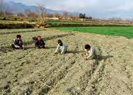Weeding is labor-intensive and can involve an entire family, particularly boys, who will often fit the task in