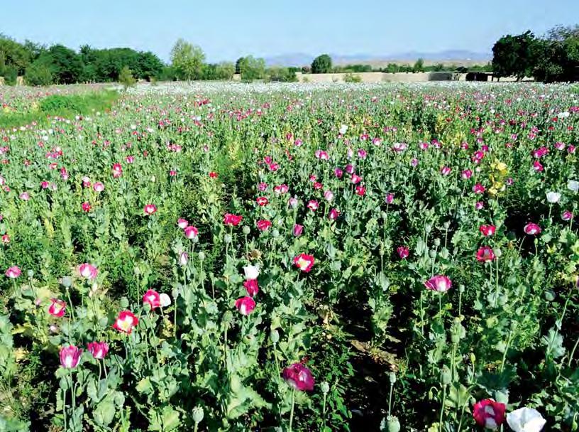 In southwest Afghanistan, a range of different herbicides are used on the opium crops to reduce the demand for