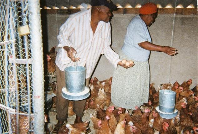 Picture 3:8 (Left) Chickens and eggs operation from home. Source: Participant Picture 3:9 (Right) A shared room in Harare CBD used by female tailors.