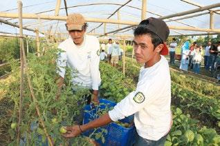 People on Mindanao are working on the pesticide-free cultivation of vegetables.