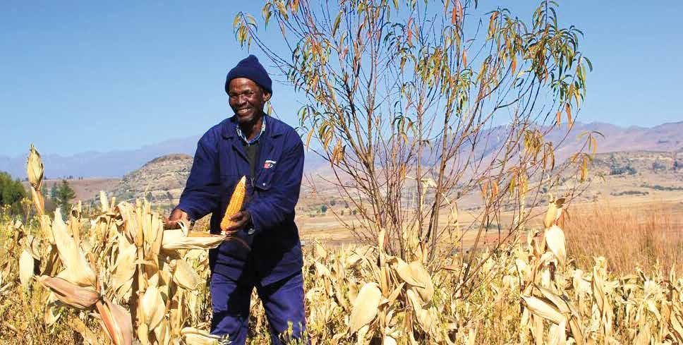 Unites Nations in Action In line with the NSDP, the UN in Lesotho seeks to help the people and Government of Lesotho achieve increased and sustainable agricultural growth, food security, access to