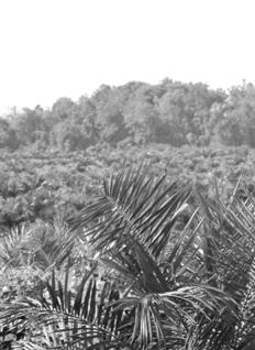 Free, Prior and Informed Consent and the Marcus Colchester Forest Peoples Programme Roundtable on Sustainable Palm Oil FPIC and the What is FPIC (cont.