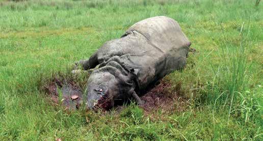 4 South Asia Wildlife Enforcement Network [ ABOVE ] One horned rhino poached in Chitwan National Park, Nepal DNPWC Escalating demand and increasing involvement of highly sophisticated and organized