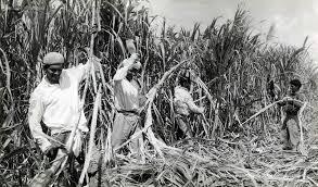 The Sugar Act (Trading Law) 1764 The Sugar act was created to raise revenue from the colonies (through the idea of mercantilism), by placing taxes on Sugar and molasses that was imported into the