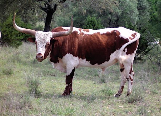 The Texas Longhorn Longhorn cattle, a hardy hybrid of Spanish