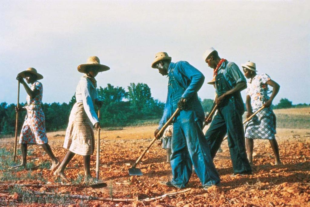 Above: These black sharecroppers are working in a field Although most African Americans supported Roosevelt s candidacy for African Americans During the New Deal near White Plains in Greene