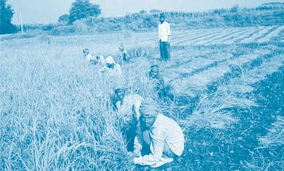 Courtesy photo Migrant labourers in Punjab s agriculture in the area nor are they taken into consideration during planning and governance processes.